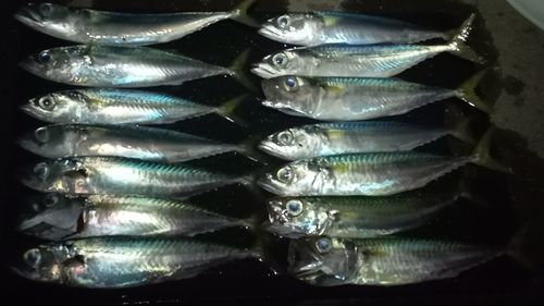 サバの釣果