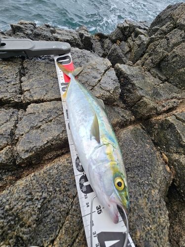 ヤズの釣果
