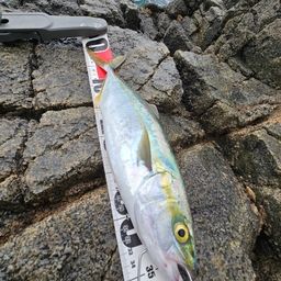 ヤズ