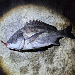 クロダイ