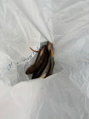 ハゼの釣果