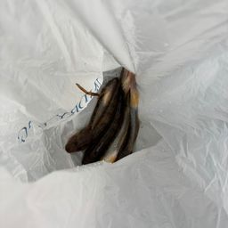 ハゼ