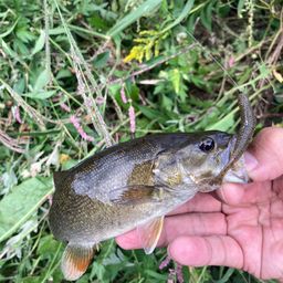 スモールマウスバス