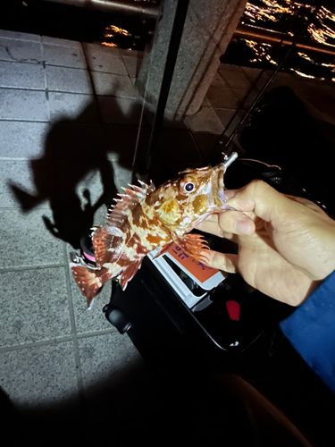 カサゴの釣果