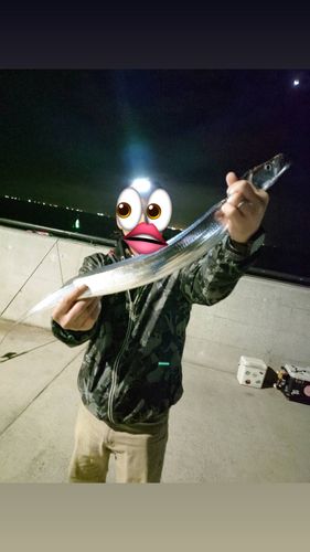 タチウオの釣果