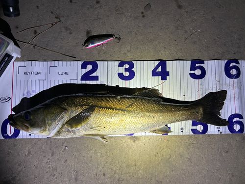 シーバスの釣果