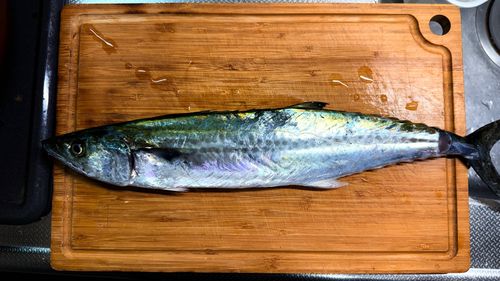 サゴシの釣果