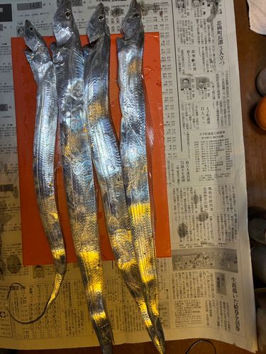 タチウオの釣果