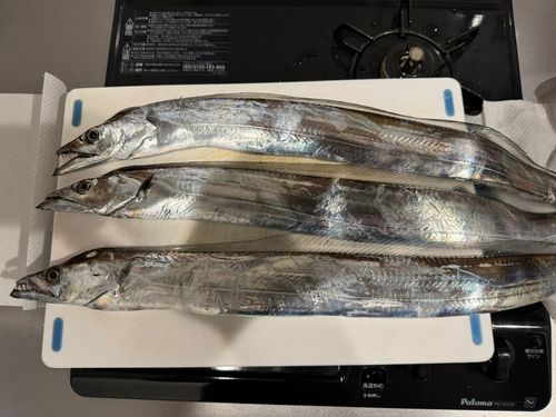 タチウオの釣果