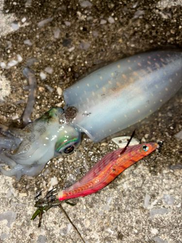 アオリイカの釣果