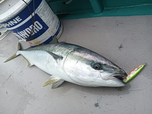 ブリの釣果