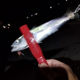 サバ