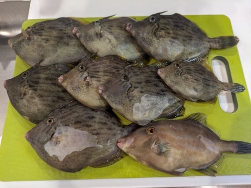 カワハギの釣果