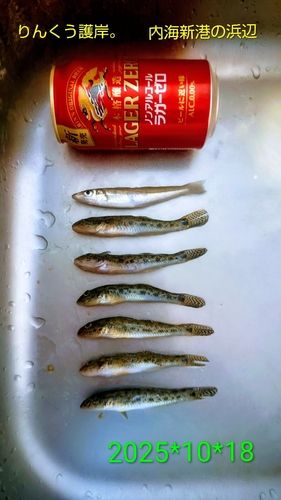 キスの釣果