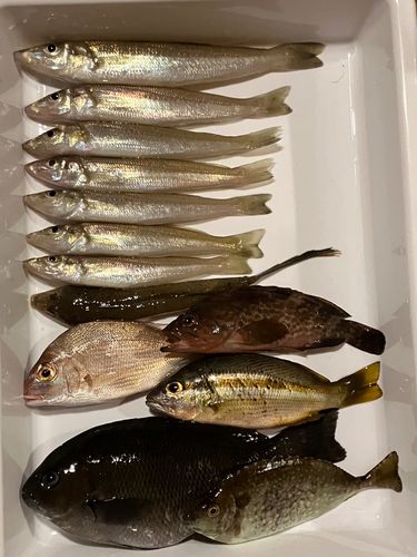 キスの釣果