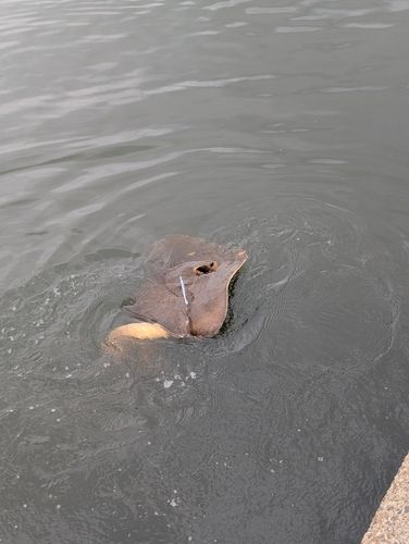 エイの釣果