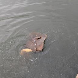 エイ