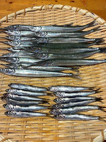 サヨリの釣果