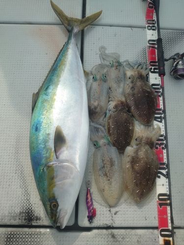 ブリの釣果