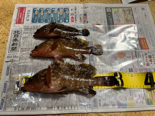 キジハタの釣果
