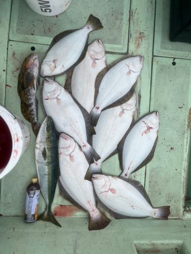 ヒラメの釣果