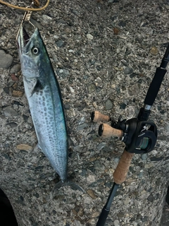 サゴシの釣果