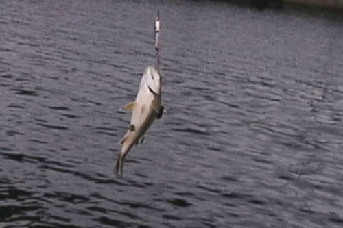 コトヒキの釣果