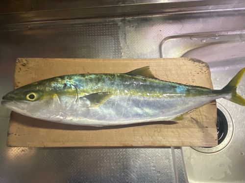 ヒラマサの釣果