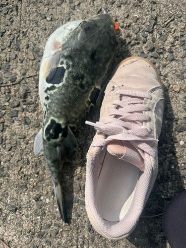 トラフグの釣果