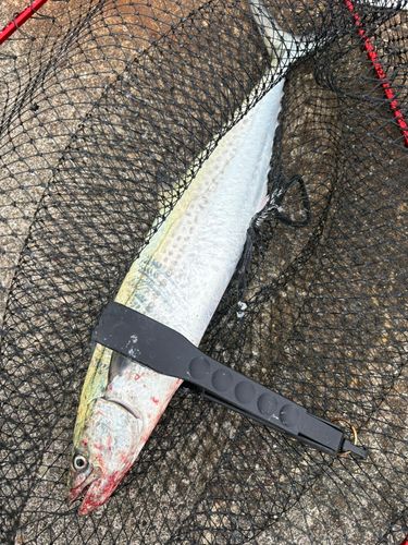 サゴシの釣果