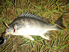 キビレの釣果