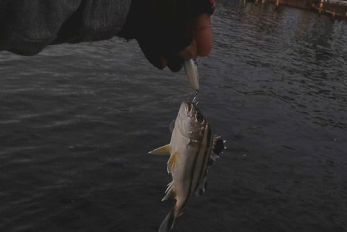 コトヒキの釣果