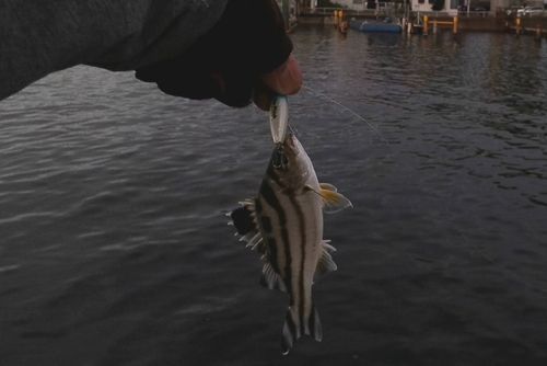 コトヒキの釣果