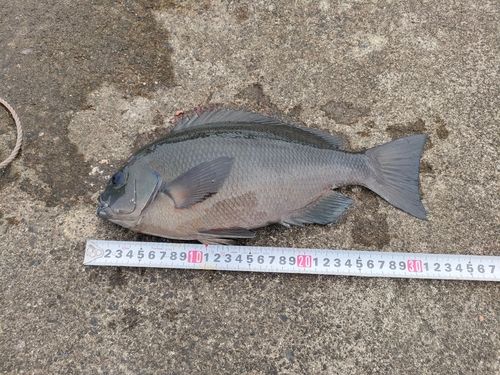 メジナの釣果