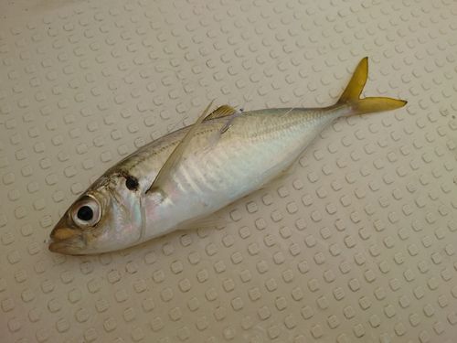 七尾北湾