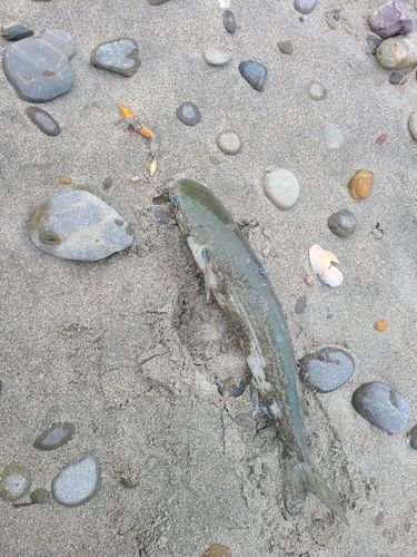 ボラの釣果