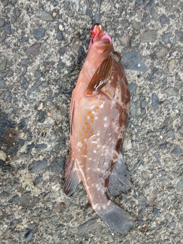 キジハタの釣果