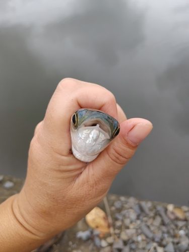 ボラの釣果
