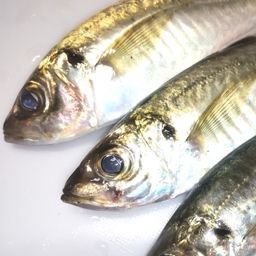 アジ