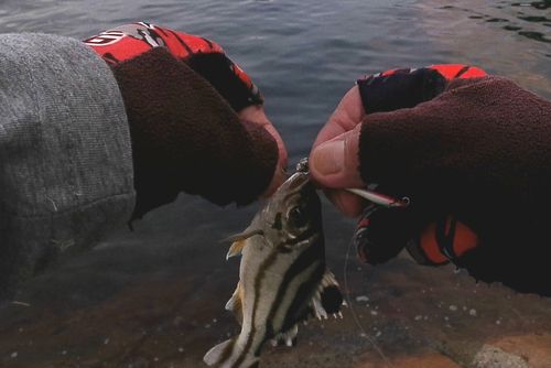 コトヒキの釣果