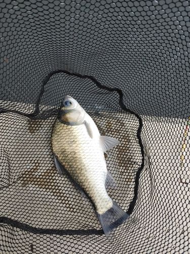 フナの釣果