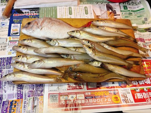 キスの釣果