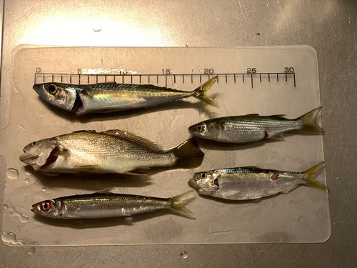 イシモチの釣果