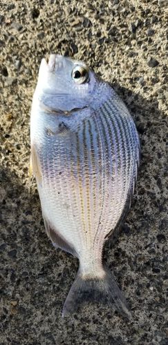ヘダイの釣果