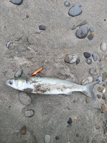 ボラの釣果