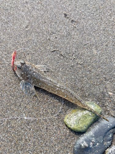 メゴチの釣果