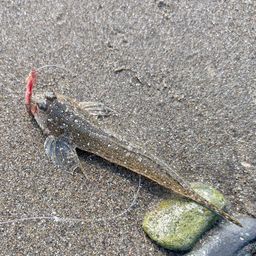 メゴチ