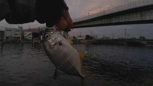 メッキの釣果