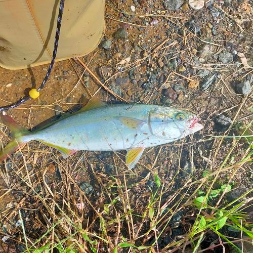 ツバスの釣果