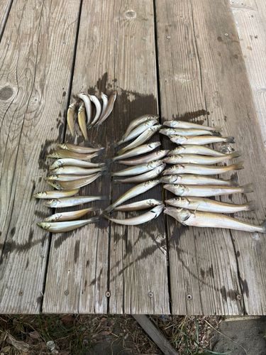 キスの釣果